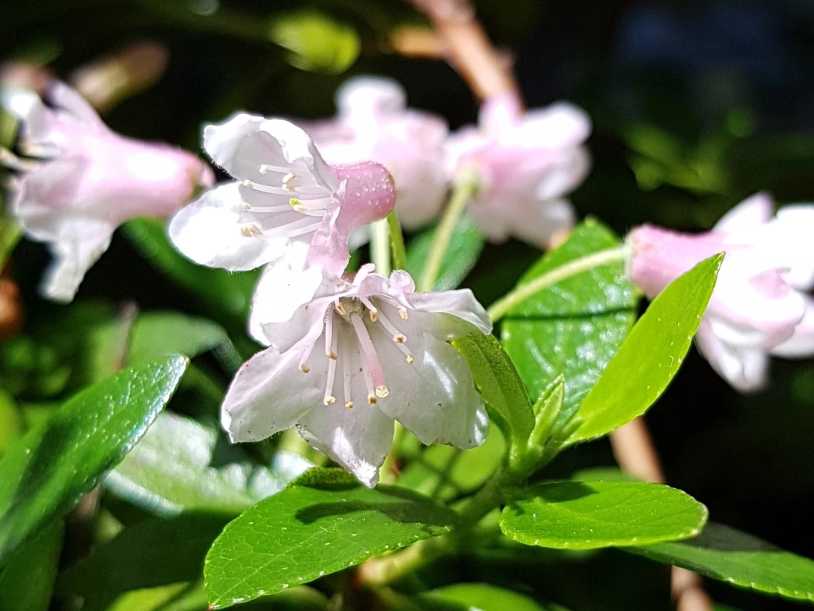 Bloombux ('Microhirs3')